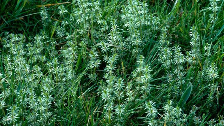 Plezajoča lakota, Enoletne dvokalicnice (širokolistni pleveli)
