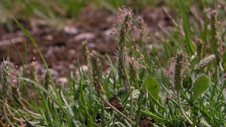 Deljenolistni trpotec, Enoletne dvokalicnice (širokolistni pleveli)