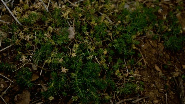 Bleda homulica, Trajne dvokalicnice (širokolistni pleveli)