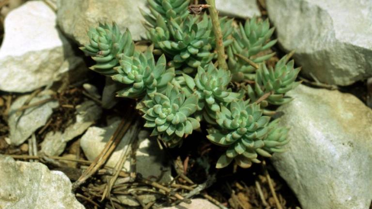 Bleda homulica, Trajne dvokalicnice (širokolistni pleveli)