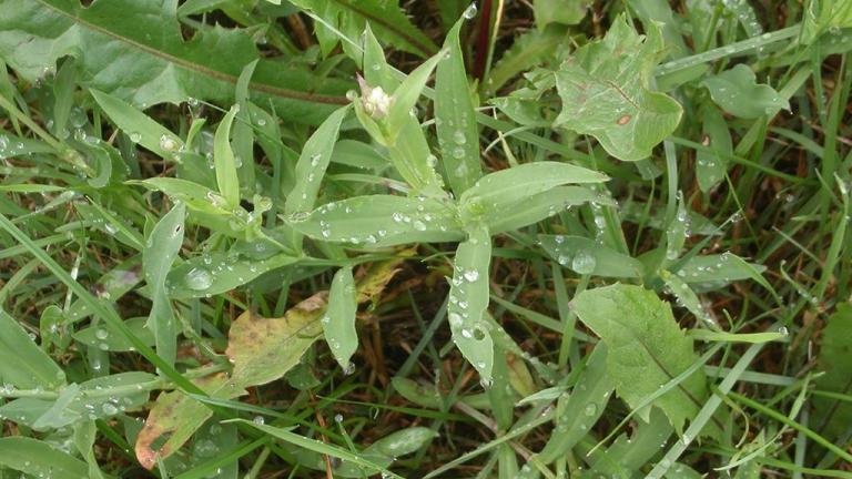 Navadna pokalica, Trajne dvokalicnice (širokolistni pleveli)