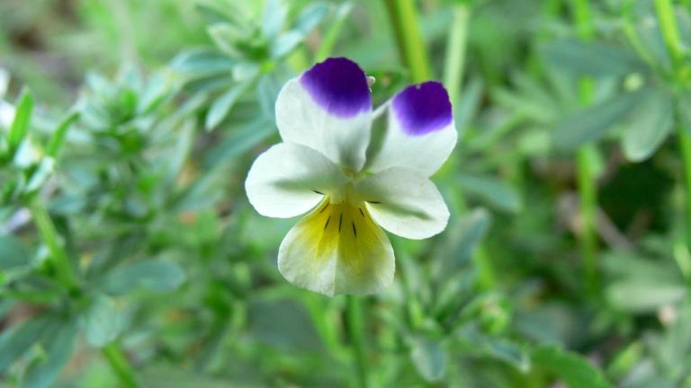 Njivska vijolica, Enoletne dvokalicnice (širokolistni pleveli)