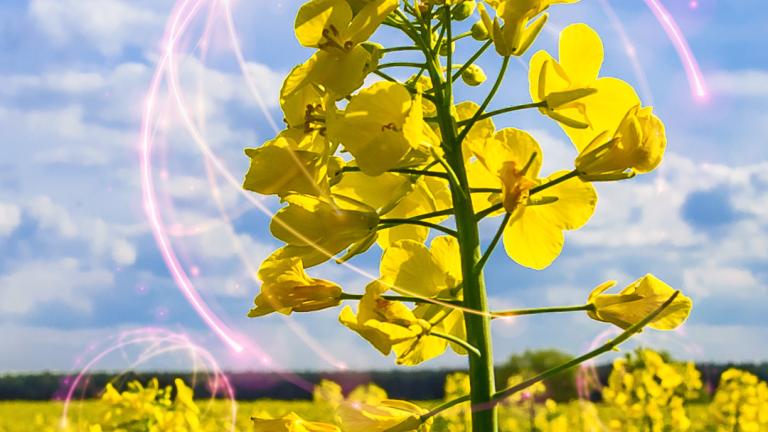 Varstvo oljne ogrščice | Syngenta | Slovenija