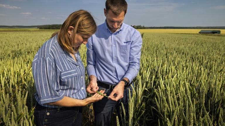Za Syngenta sorte na slovenskem trgu lahko rečemo, da je poleg rekordnih pridelkov njihova stalnica tudi odlična stabilnost pridelka v kombinaciji z dobro toleranco na bolezni. 