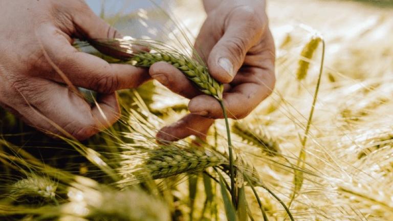 HYVIDO je krovna blagovna znamka Syngentinega hibridnega ječmena, ki združuje izjemno pozitivne agronomske lastnosti rastlin za zdrave in visoke pridelke v vseh pridelovalnih razmerah.