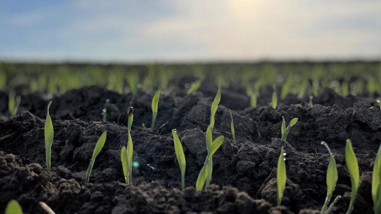HYVIDO je krovna blagovna znamka Syngentinega hibridnega ječmena, ki združuje izjemno pozitivne agronomske lastnosti rastlin za zdrave in visoke pridelke v vseh pridelovalnih razmerah.