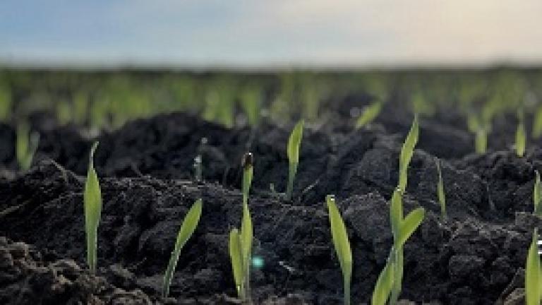 HYVIDO je krovna blagovna znamka Syngentinega hibridnega ječmena, ki združuje izjemno pozitivne agronomske lastnosti rastlin za zdrave in visoke pridelke v vseh pridelovalnih razmerah.