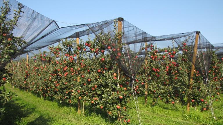 Varstvo jablane pred boleznimi in škodljivci je eden najpomembnejših agrotehniških ukrepov. V Syngenti ostajamo vztrajni in delamo na rešitvah, s katerimi bo vaša zaščita sadnih rastlin učinkovita in ekonomična. 