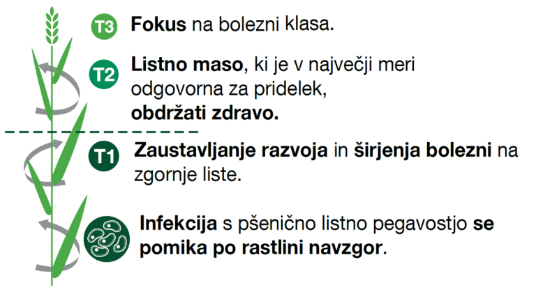 Cilj varstva pšenice pred boleznimi je ohranjanje zdrave listne mase vse do konca sezone. Bolezni v povprečju zmanjšujejo pridelek pšenice za več kot 30 %, v ugodnih letih za njhov razvoj pa še veliko več. Poleg tega izredno negativno vplivajo na kakovost pridelanega zrnja.