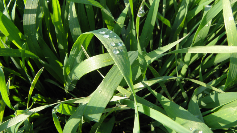 Za zagotavljanje pridelka je ključnega pomena ohranjanje zdrave listne mase, zato za T2 tretiranje izbiramo najmočnejše fungicide.