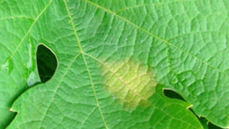 Peronospora vinske trte