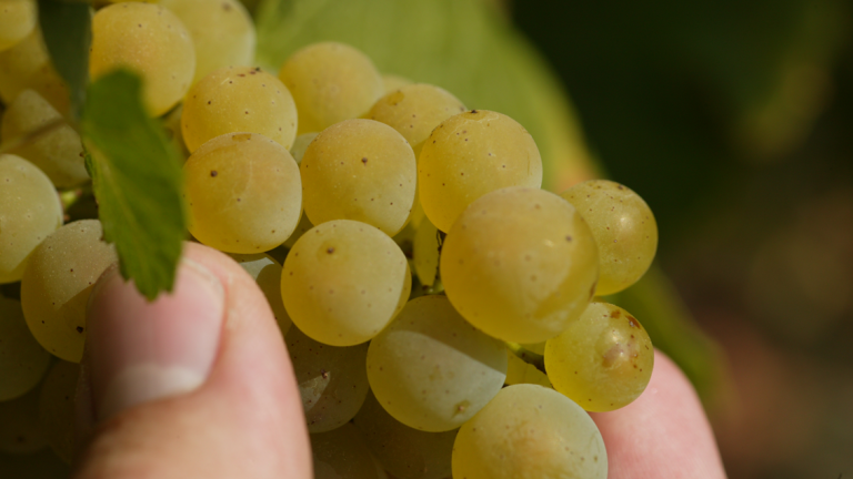 Varstvo vinske trte je ključno za zagotavljanje zdravih trsov, kakovostnega pridelka grozdja in uspešne proizvodnje vina.