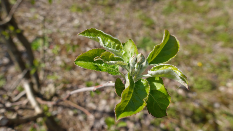 Jablanov škrlup (Venturia inaequalis) je najpomembnejša bolezen jablan, ki lahko močno vpliva na količino in kakovost pridelka. Ključni trenutek za njegovo obvladovanje je prav začetek vegetacije, ko se sproščajo askospore in prihaja do prvih – primarnih okužb. Primarne okužbe predstavljajo osnovo za nadaljnji razvoj bolezni. 