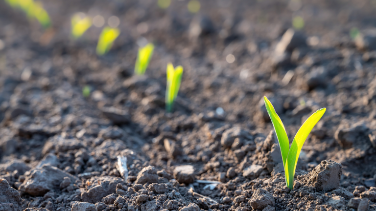 Biostimulanti iz naše ponudbe so popolnoma kompatibilni z našimi herbicidi za koruzo in pomagajo posevku prebroditi najtežje razmere.