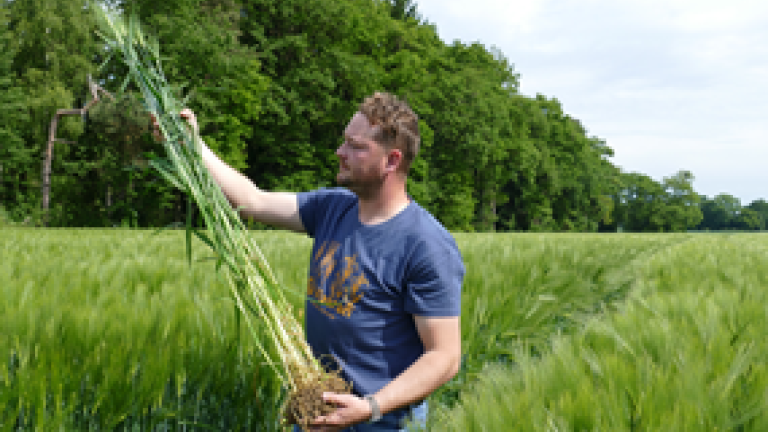 Certificirano seme zagotavlja zdrav vznik, enakomeren posevek, sortno čistost in manj tveganj za bolezni ter izgube pridelka.