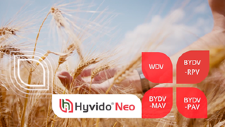 WDV – virus pritlikavosti pšenice v ječmenu | SY Zoomba HYVIDO Neo