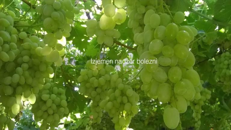 Delovanje proizvoda Orondis Ultra