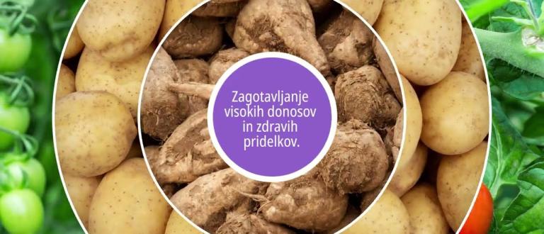 AFINTO | Ciljno delovanje proti sesajočim škodljivcem ...