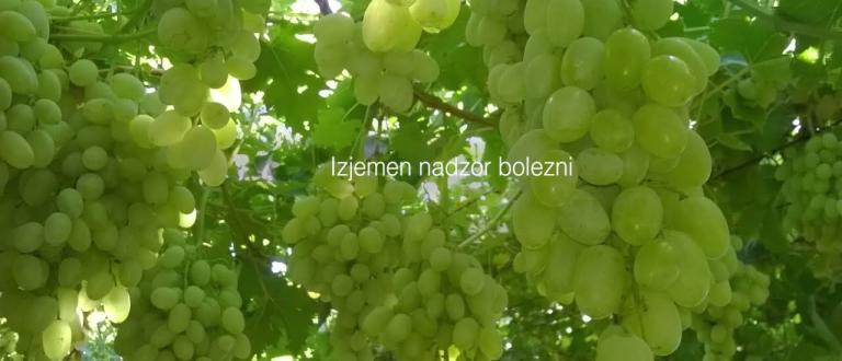 ORONDIS Ultra | Dvojni mehanizem delovanja proti peronospori ...