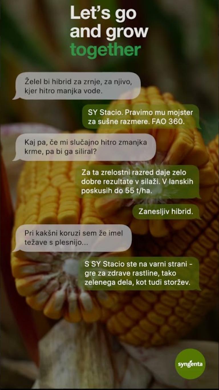 SY STACIO FAO 360: Toleranca na sušo + visok pridelek