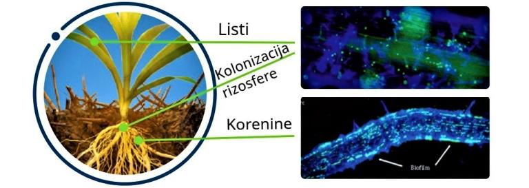 Bakterija endofitno* kolonizira tako liste kot korenine, poleg tega pa je aktivna tudi v rizosferi. Aktivna je v širokem razponu pH tal (optimalna rast bakterij od pH 5.5 do pH 10). Na površini listov in korenin tvori tako imenovani biofilm, ki dodatno spodbuja fiksacijo dušika in zagotavlja, da amonij, ki ga proizvaja bakterija, ostane znotraj biofilma, kar rastlini omogoca vecjo uporabo fiksiranega dušika.