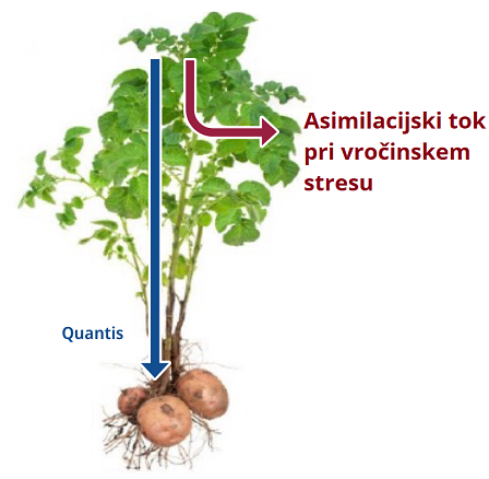 Asimilacijski tok