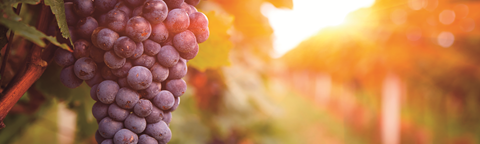 Učinkovito varstvo vinske trte za zdrav vinograd in kakovostno grozdje.